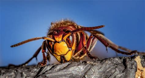 10 dangerous (and deadly) insects | Ehrlich Pest Control