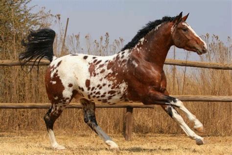 Appaloosa Horses