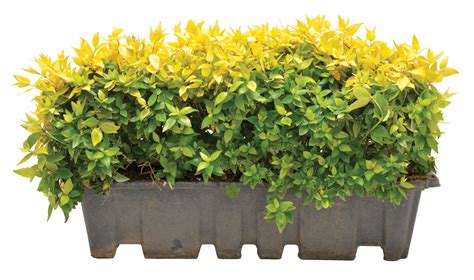 Abelia ‘Francis Mason’ Hedge • Lifestyle Home Garden Online Store