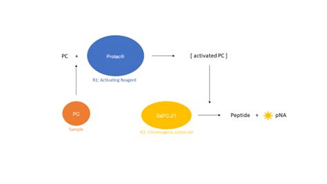 Protein C pathway – Nodia