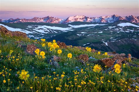 Sophia Moms Diary: Rocky Mountain Spring Flowers - Us Wildflower Rocky Mountain Bee Plant ...
