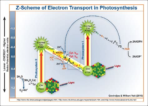 The Z-scheme of photosynthetic electron transfer chain. Scheme ...