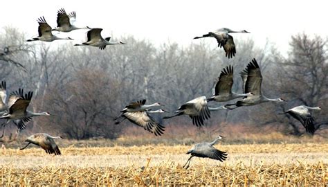 A Guide to the Sandhill Crane Migration - Wild Bird Habitat Store