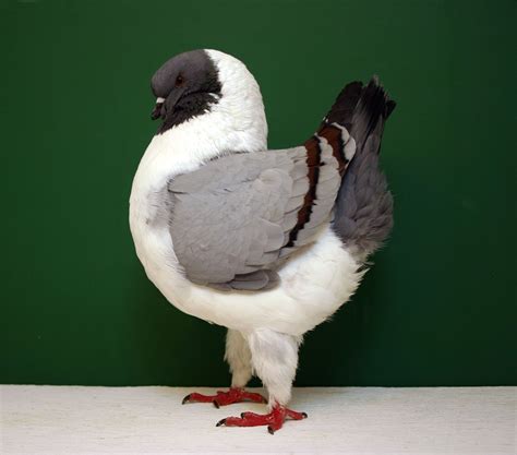 Modena Pigeon. | Pigeon breeds, Pet birds, Cute birds