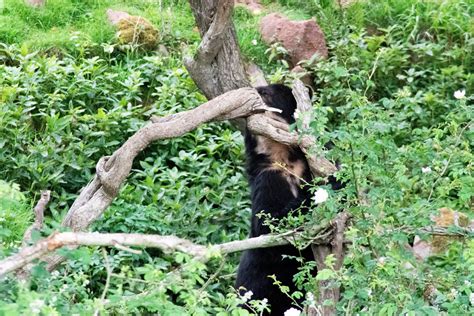 Safari Zoo After Lockdown | Days Out in Cumbria | Me Becoming Mum