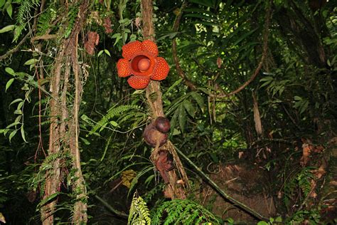 Botany of the bizarre: the biology of the world’s strangest parasitic ...