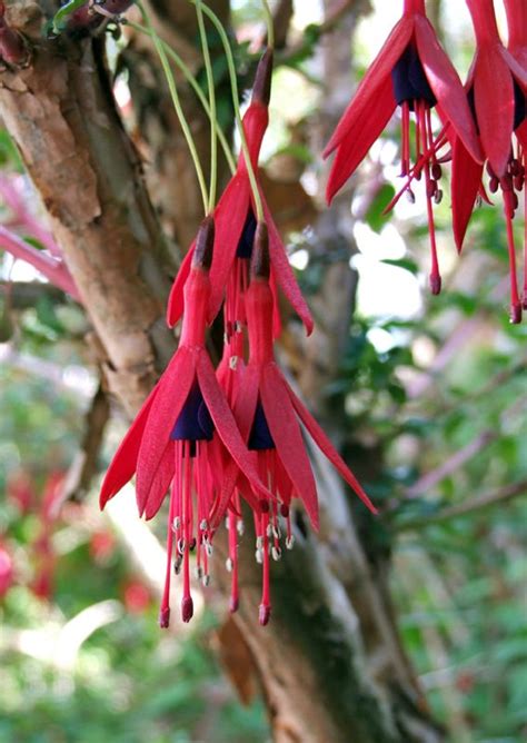 Fuschia | Fuchsia flowers, Fuchsia garden, Small garden design