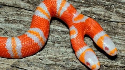 [Discovery Animals Documentary] The beauty of the most poisonous snakes ... | Milk snake, Weird ...