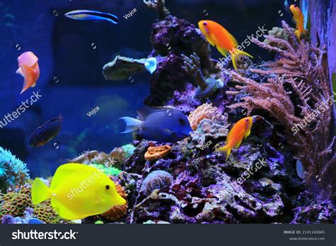 Beautiful Symbiosis Group Fishes Coral Reef Stock Photo 2141142665 ...