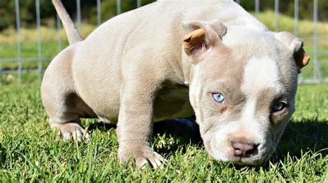 LILAC (CHAMPAGNE) AND LILAC TRI COLORED AMERICAN BULLY CLONES - Message Board - This Is Bully ...