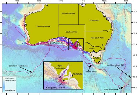 white shark tracking - ECOS