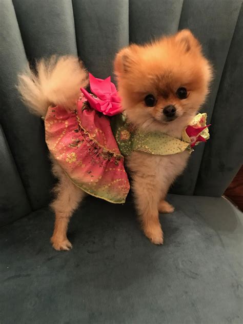 Pomeranian Dog Clothes For Sale - Pets Lovers