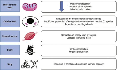 Iron Deficiency in Heart Failure with Reduced Ejection Fraction ...