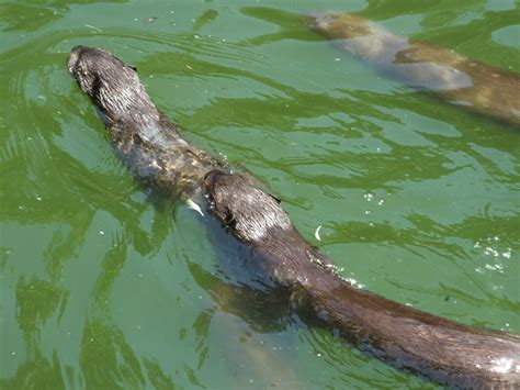 What is a group of otters called? | SIMILAR BUT DIFFERENT IN THE ANIMAL KINGDOM