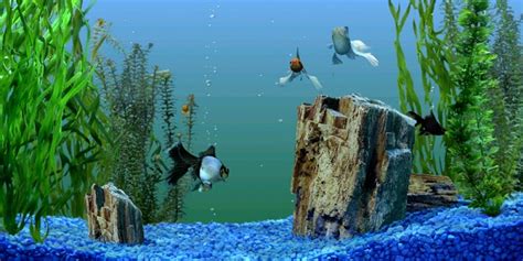 Why You Should Use a Fish Tank Background - The Aquarium Guide