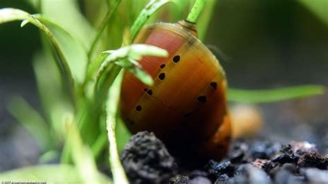 Nerite Snails: Algae Eating, Care, Lifespan, Eggs - Video