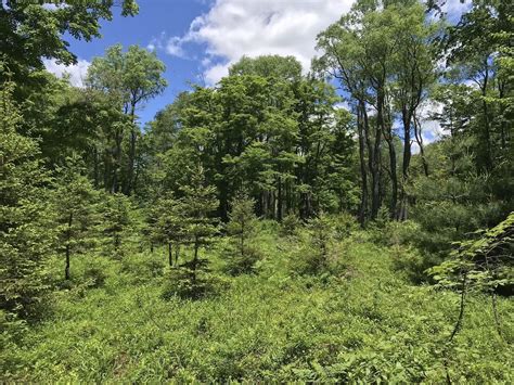 Black Forest North Loop Trail - Pennsylvania | AllTrails