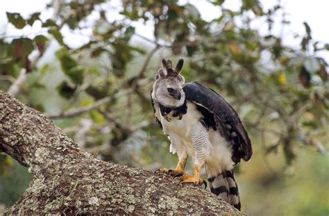 Harpy Eagle Sloth