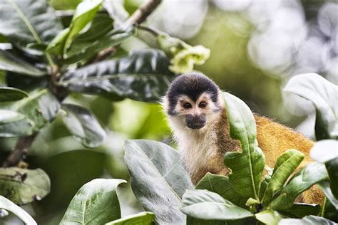 Bahía Drake travel - Lonely Planet | Costa Rica, Central America