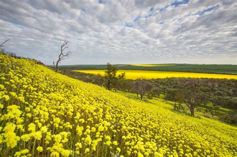 Spectacular wildflower season expected - WA Parks Foundation