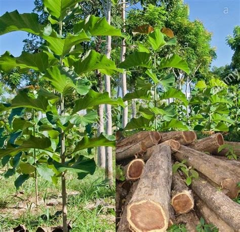 Indian Teak Wood Tree Seed Tectona Grandis Tree Burmese | Etsy