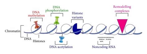 Scheme of histone and epigenetic modifications. (a) Chromatin structure ...