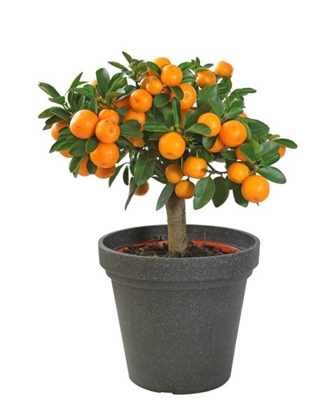 Top 6 Dwarf Fruit Trees You Can Plant In a Mini Garden