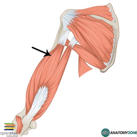 Lateral Head of Triceps Brachii - AnatomyZone