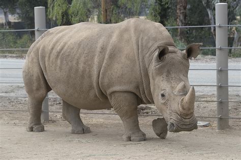 Second Southern White Rhino at San Diego Zoo Safari Park Is Pregnant Through Artificial ...