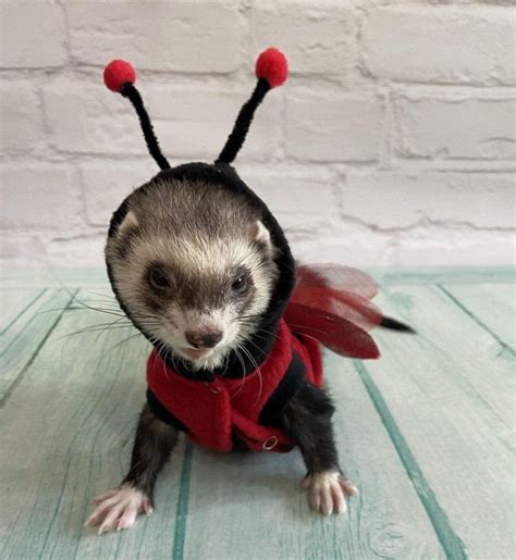 a ferret dressed up as a bee sitting on top of a wooden floor