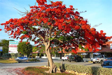 Fire Tree, Royal Poinciana or Delonix regia - Philippine Trees