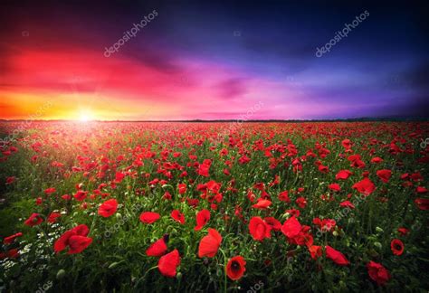 Sunset over poppy field — Stock Photo © besmirhamiti #113455160