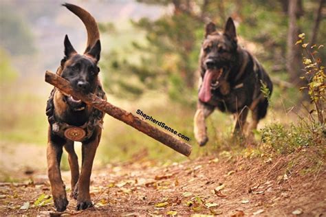 5 Reasons Your German Shepherd Attacks Other Dogs (And How to Fix It ...