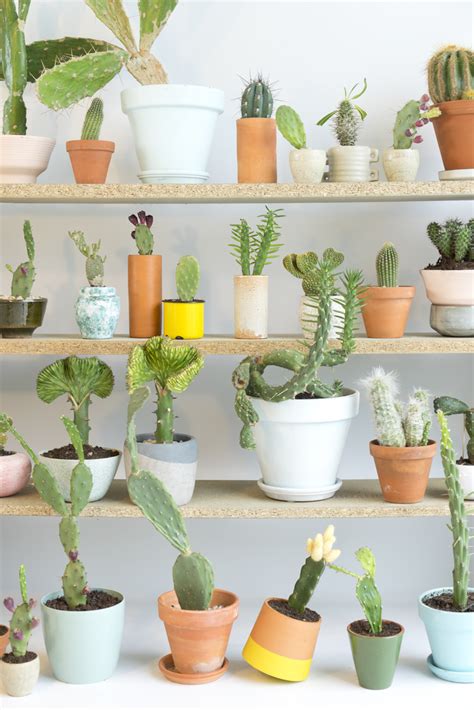 Houseplants of the Month August: Cacti - Urban Jungle Bloggers