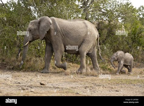 Female elephant and calf in a hurry, Ol Pejeta Conservancy, Kenya Stock Photo - Alamy