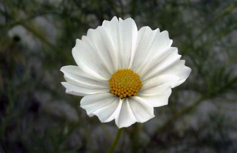 Natural Beautiful White Cosmos Flower Detail Stock Image - Image of ...