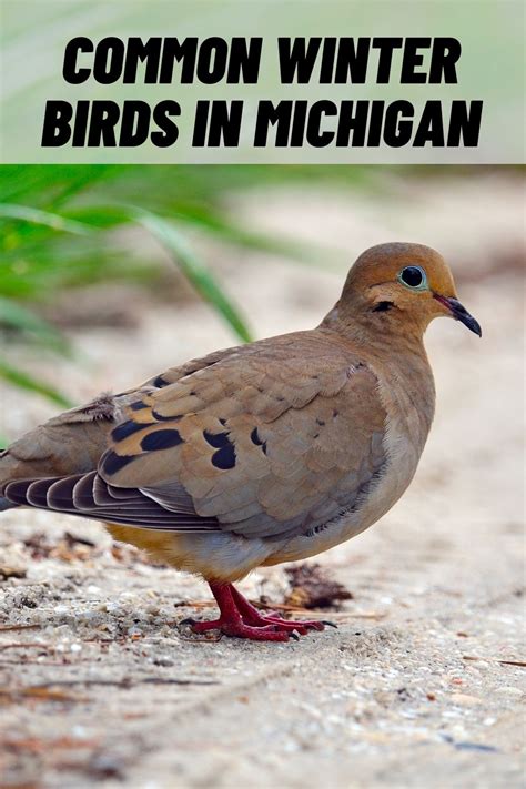 20 Types of Winter Birds in Michigan (with Pictures)