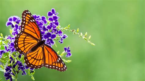 5 Tips for Creating a Butterfly Garden in Your Backyard - Houseopedia