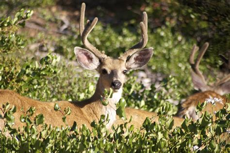 Whitetail Deer Antlers 101 - All the Facts You Need to Know