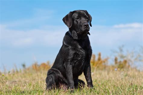 Wie Viel Wiegt Ein Ausgewachsener Labrador