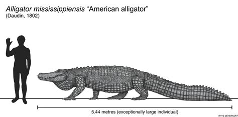 American alligator size comparison by Paleonerd01 on DeviantArt