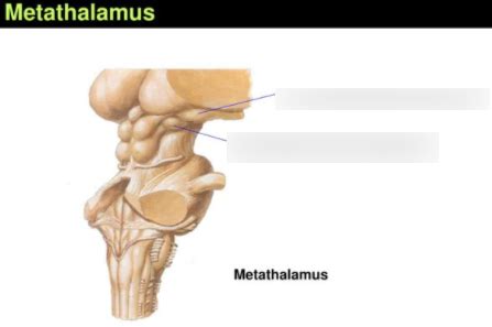 Neuroanatomy: Metathalamus Diagram | Quizlet