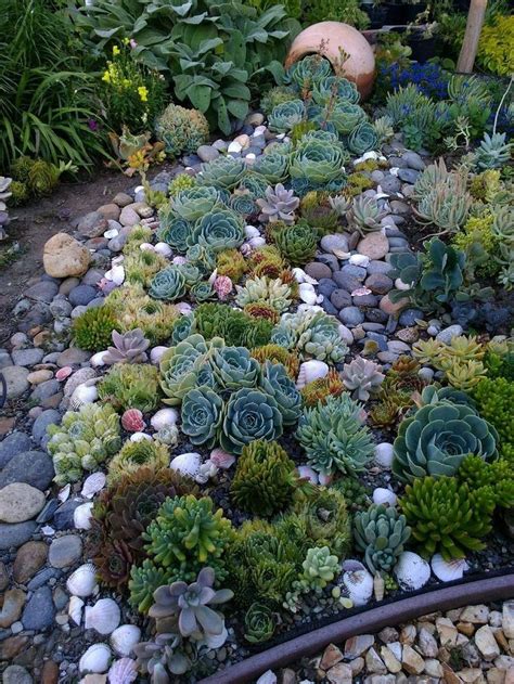 Cactus Garden Rocks - Garden Plant