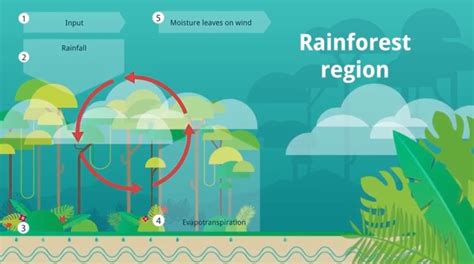 Video: How deforestation in the Amazon rainforest affects the water cycle | Climate and ...