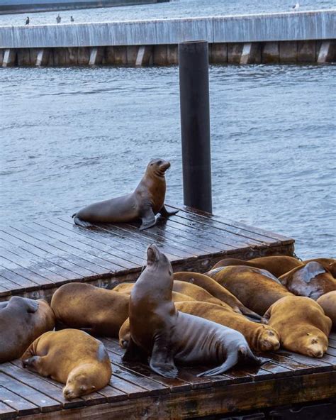 Sea Lions — Fisherman's Wharf San Francisco