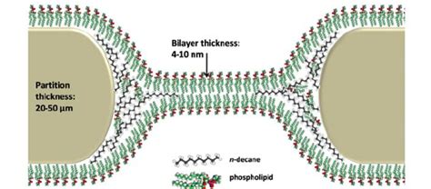 Schematic illustration of typical dimensions of a lipid bilayer and... | Download Scientific Diagram