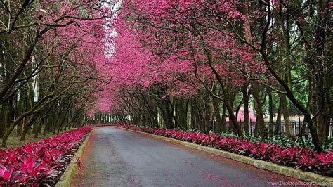 Beautiful Spring Scenery For - Flowers Next To The Road - -, Beautiful ...