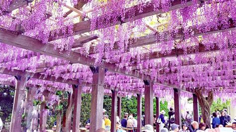 Wisteria Flowers Tunnel In Kitakyushu, Japan | Found The World