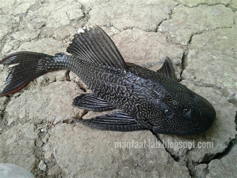 Uniknya bentuk ikan sapu-sapu Indonesia - Manfaat-Lab