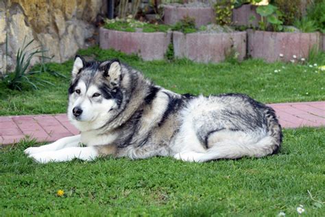 Alaskan Malamute - Facts and Info - Animal Corner